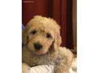 Labradoodle Puppy for sale in Pendleton, KY, USA