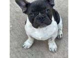 French Bulldog Puppy for sale in Platteville, WI, USA