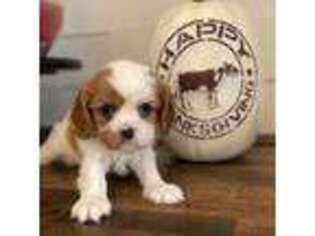 Cavalier King Charles Spaniel Puppy for sale in Woodridge, IL, USA