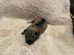 Mutt Puppy for sale in Warrenton, OR, USA