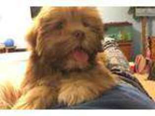 Lhasa Apso Puppy for sale in Albany, GA, USA
