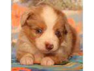 Miniature Australian Shepherd Puppy for sale in Austin, CO, USA