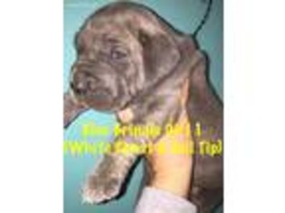 Great Dane Puppy for sale in Onamia, MN, USA