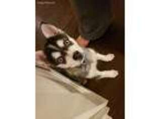 Alaskan Klee Kai Puppy for sale in Kennewick, WA, USA