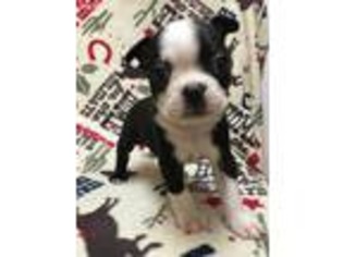 Boston Terrier Puppy for sale in Rockville, MD, USA