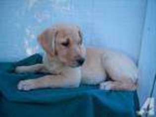 Olde English Bulldogge Puppy for sale in TOPEKA, KS, USA