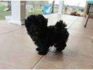 Shih-Poo Puppy for sale in Howe, OK, USA