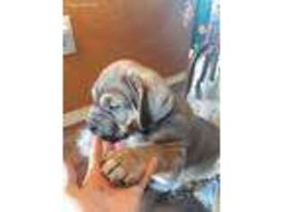 Cane Corso Puppy for sale in La Salle, CO, USA