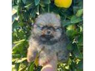 Pomeranian Puppy for sale in Sacramento, CA, USA