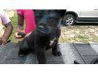 Akita Puppy for sale in Little Plymouth, VA, USA