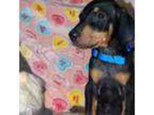 Doberman Pinscher Puppy for sale in Fredericktown, OH, USA