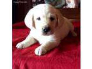 Labrador Retriever Puppy for sale in Tecumseh, MO, USA