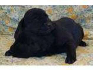 Labrador Retriever Puppy for sale in Middleton, MI, USA