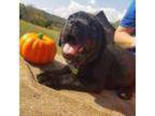 Cane Corso Puppy for sale in Belleview, MO, USA
