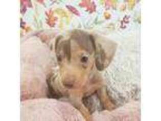 Dachshund Puppy for sale in Gainesville, TX, USA