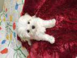Maltese Puppy for sale in PACIFICA, CA, USA