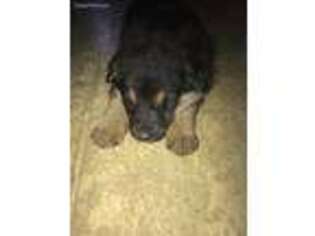 German Shepherd Dog Puppy for sale in Montgomery, IN, USA
