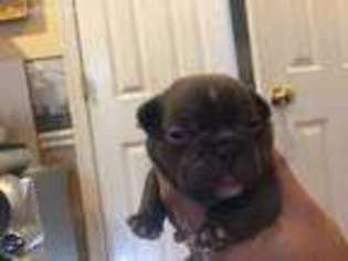 French Bulldog Puppy for sale in Joliet, IL, USA