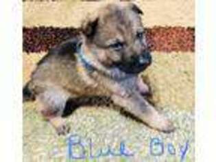German Shepherd Dog Puppy for sale in Chillicothe, OH, USA