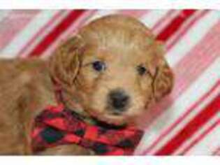 Goldendoodle Puppy for sale in Etna Green, IN, USA