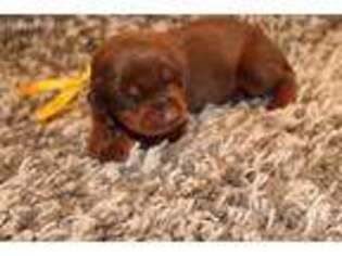 Doberman Pinscher Puppy for sale in Gardners, PA, USA