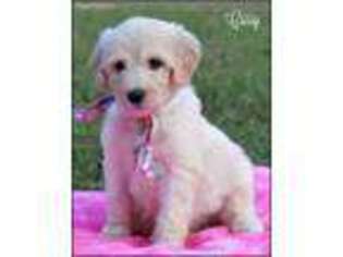 Goldendoodle Puppy for sale in Greenbrier, AR, USA