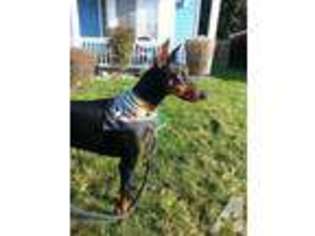 Doberman Pinscher Puppy for sale in ORTING, WA, USA