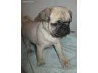 Pug Puppy for sale in Spencer, WI, USA