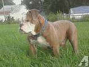 Olde English Bulldogge Puppy for sale in WESTON, OH, USA