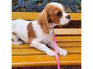 Cavalier King Charles Spaniel Puppy for sale in North Port, FL, USA
