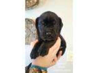 Cane Corso Puppy for sale in Mitchell, SD, USA