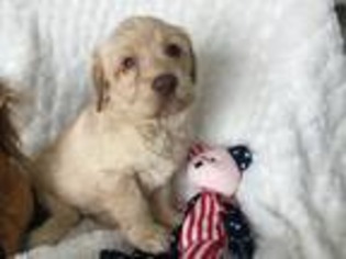 Labradoodle Puppy for sale in Warsaw, NY, USA