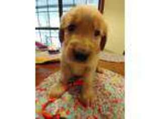 Golden Retriever Puppy for sale in Folkston, GA, USA
