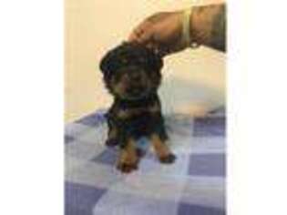 Rottweiler Puppy for sale in Las Cruces, NM, USA