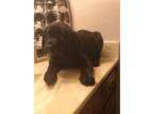 Cane Corso Puppy for sale in Duncanville, TX, USA