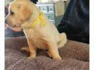 Labrador Retriever Puppy for sale in Vale, OR, USA