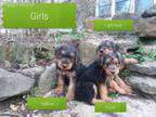 Airedale Terrier Puppy for sale in West Fork, AR, USA