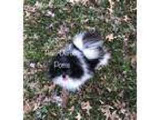 Pomeranian Puppy for sale in Dixon, KY, USA