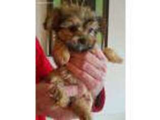 Yorkshire Terrier Puppy for sale in Edwardsville, IL, USA