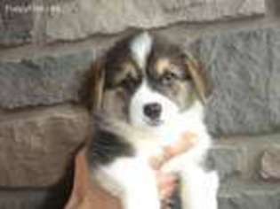 Pembroke Welsh Corgi Puppy for sale in Green City, MO, USA