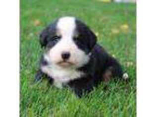 Bernese Mountain Dog Puppy for sale in Fort Wayne, IN, USA