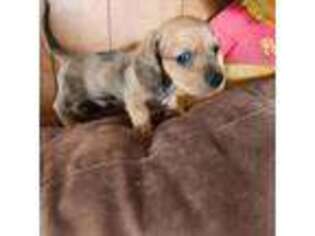 Dachshund Puppy for sale in Torrance, CA, USA