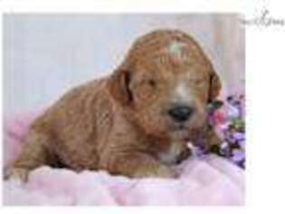 Goldendoodle Puppy for sale in Lexington, KY, USA