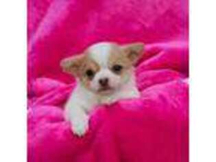 Chihuahua Puppy for sale in Lake George, NY, USA