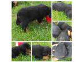 Rottweiler Puppy for sale in Hansen, ID, USA