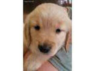 Golden Retriever Puppy for sale in New Bern, NC, USA