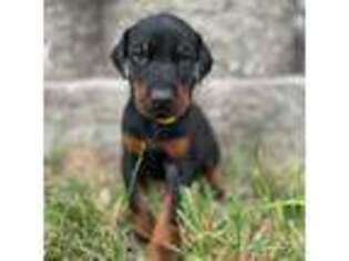 Doberman Pinscher Puppy for sale in Webster, MN, USA