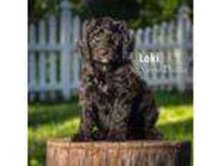 Mutt Puppy for sale in Andover, MN, USA