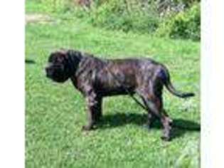 Mastiff Puppy for sale in TAWAS CITY, MI, USA