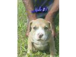 Mutt Puppy for sale in Williston, FL, USA